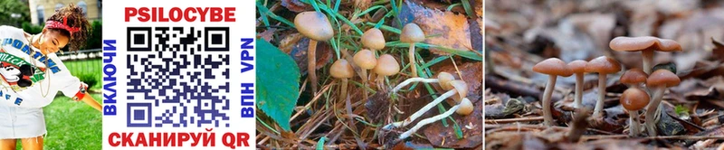 Купить где  Михайлов  Галлюциногенные грибы Psilocybe 
